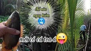 CÂU CÁ RÔ ĐỒNG,Gặp Phải Con Kênh Kỳ Lạ Rồi🥶Làm Sao Đây.Trung Miền Tây.T324