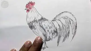 How to draw a cock || how to draw a bird || cock drawing step by step for beginners