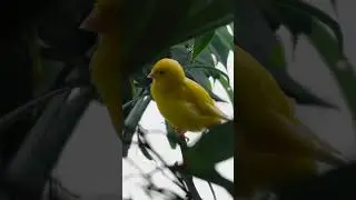 yellow sparrow sitting on branch|| and enjoying nature||nature x birds ||