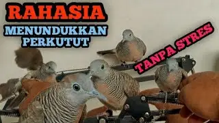 TIPS FOR TAMING DOVE BIRDS,*PERSONAL EXPERIENCE