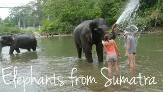SUMATRAN ELEPHANS - TANGKAHAN Conservation Response Unit, Sumatra