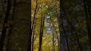 Золотая осень в КП Greenwood 🍁 #загороднаяжизнь #коттеджныйпоселок #загороднаянедвижимость #дача