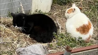 合唱コンクール・あきらめる