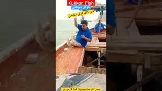 Sunehra Kukkar Fish #fishlovers #like #trending #viral #foryou #subscribe #shortvideo #fishing