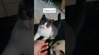 Kittens played and now they hungry #cat #catbaby #kitten #cutekitty #feedingkittens #chomp