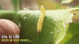 How to Find Pests in your Plants | Bonsai ideas #shorts