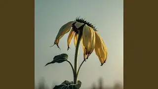 Each note a crack