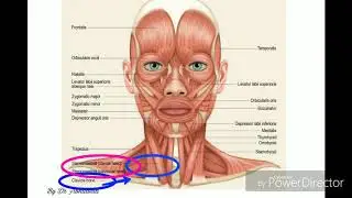 #Human #Anatomy . Facial Muscle Anatomy Explained Briefly.