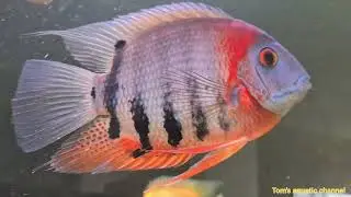 Red Shoulder Severum              (HEROS SP. ROTKEIL)               @tomsaquaticchannel2283