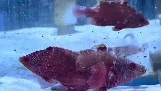 Big Beautiful colorful wrasse eating!