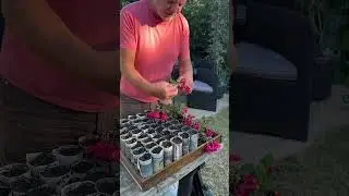 🌸 How to Propagate Fuchsia Plants for Free! 🌸