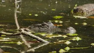 Reserva Biologica Ecocentro Danaus