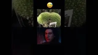 That cuctussy is calling to me #fyp #memes #cactus #starwars #kyloren #funnyvideo #bestfunnyvideos