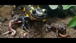 Fire Salamander and Fire-Bellied Toad Feeding  ||  F&uuml;tterung der Feuersalamander und Rotbauchunken