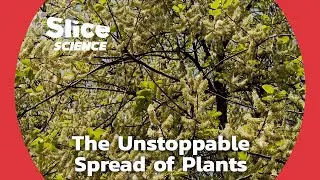 Green Takeover: Will Plants Conquer Cities? | SLICE SCIENCE