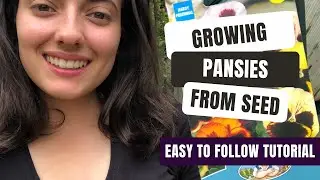 Growing Pansies From Seed In Your Garden For Beautiful Blooms