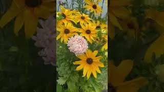 Aster and Rudbeckia from seeds #garden #rudbeckia #potflower #summerflower #calgary #canada #happy