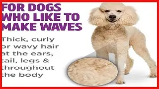 TropiClean PerfectFur Curly & Wavy Coat Shampoo for Dogs, 16oz - Made in USA - Naturally Derived