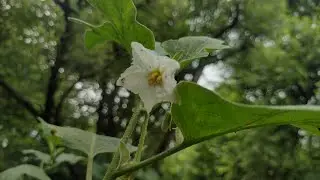 Brinjal plant flower 💚🌱(Solanum melongena) #part2 