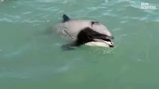This dolphin has learned to breathe through its mouth