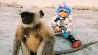 Monkey And Little Girl Rescue Videos 🤩 Langur With Radha Romantic Videos 