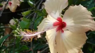 Blue Sky & Tropical Flowers