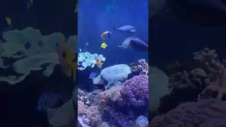 #thailand #fishes #marinebiology #marinelife
