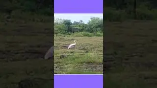 Painted Stork bird