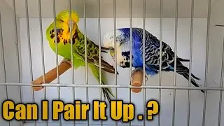 Voilet & Green Opaline Exhibition Budgie Parrot Breeder Pair|Most Beautiful Birds|FS Aviary Official