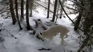 Looking For Rabbits