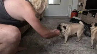 Murphy vs. The Toilet Roll: Pug Playtime Chaos & Soggy Victory! #PugPlaytime#PugAntics #PlayfulPug