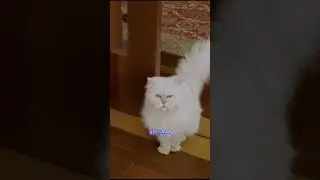 Stuart Little 02 #shorts #stuartlittle #funny #trending #movie #viralshorts