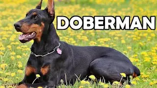 Doberman - Historia, charakter, aktywność i choroby - Rasy Ps&oacute;w #6