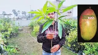 Valencia Pride Mango / surongna mango / Hedden Mango / All Mango plant nursery / birbhum west bengal