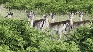 Margam Country Park Wildlife and Landscape full