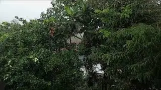 ASMR RAIN VISUAL AND SOUND at A village in central Java Indonesia for sleep, meditation, study