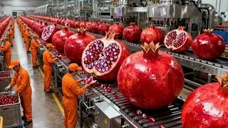 Inside a Modern Pomegranate Factory: From Farm to Delicious Red Juice (The Whole Process)