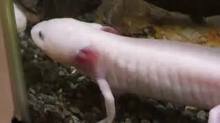 Axolotl (Adachi Park of Living Things, Tokyo, Japan) May 5, 2018