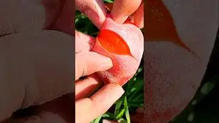 Fruits 😍😋 #shorts #viral #fruit #trending #new #ytshorts