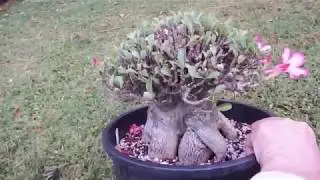 Adenium transplanting   before and after -  ending of quarantine