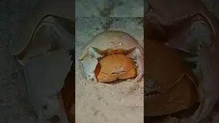 The crab that loves hugging his wife #crab #hugging #wife #naturegaze #shorts
