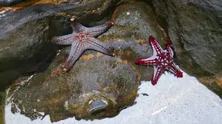 Magic City Magic Aquarium Tashkent Uzbekistan. Мэджик аквариум Ташкент.