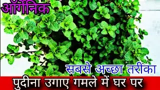 Pudina ugaye pani me | pudina kaise ugaye | mint farming पुदीना बिना मिट्टी के उगाए ऑर्गेनिक
