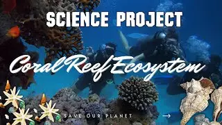 Coral Reef: The Rainforests of the Ocean I Science Project #coralreef #sciencefacts #viralvideo