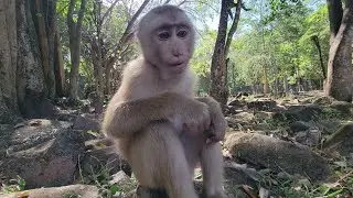 Wow!..Robin super cute boy, Robin pigtail baby monkey adorable and healthy🐒🥭
