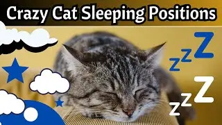 Why Do Cats Sleep In Weird Positions?