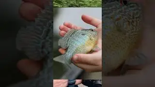 Lank's Green Sunfish #Landed #Nature