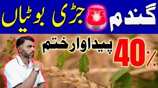 Wheat Weeds Control Complete Guide | Identify & Kill Weeds Safely | Research Based