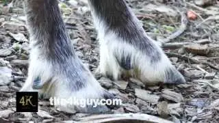 4K UHD - Closeup of hoof of Woodland Caribou (Rangifer tarandus caribou)