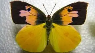 California's state insect- Dogface Butterfly Life Cycle Documentary 720p HD